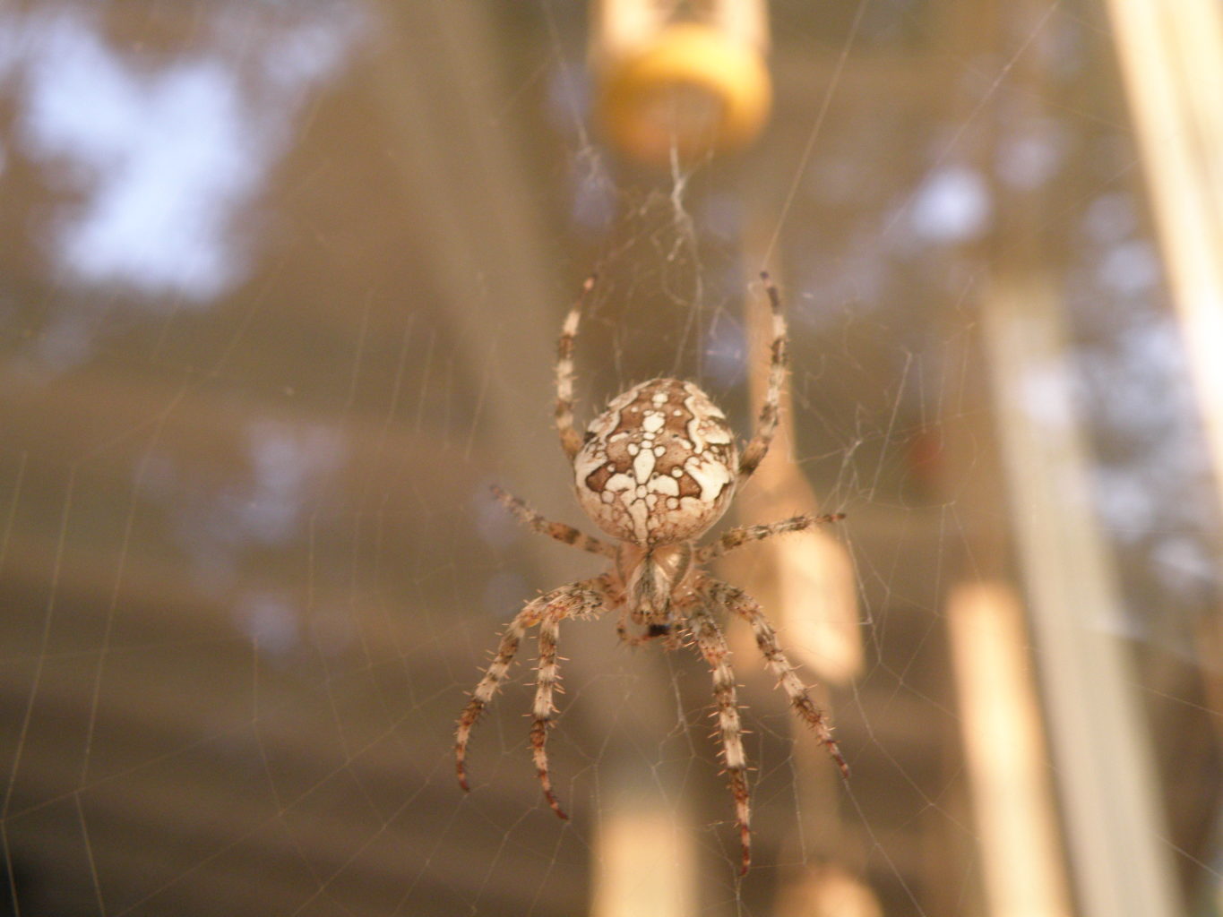 Valokuvaaja: Leena Sarell-Kankaanpää Valokuvaaja: Leena Sarell-Kankaanpää