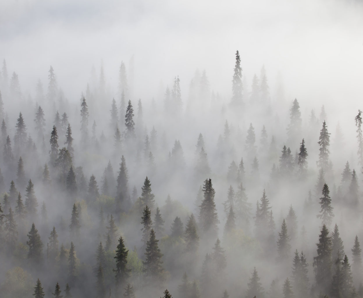 Valokuvaaja: Juha Mettälä