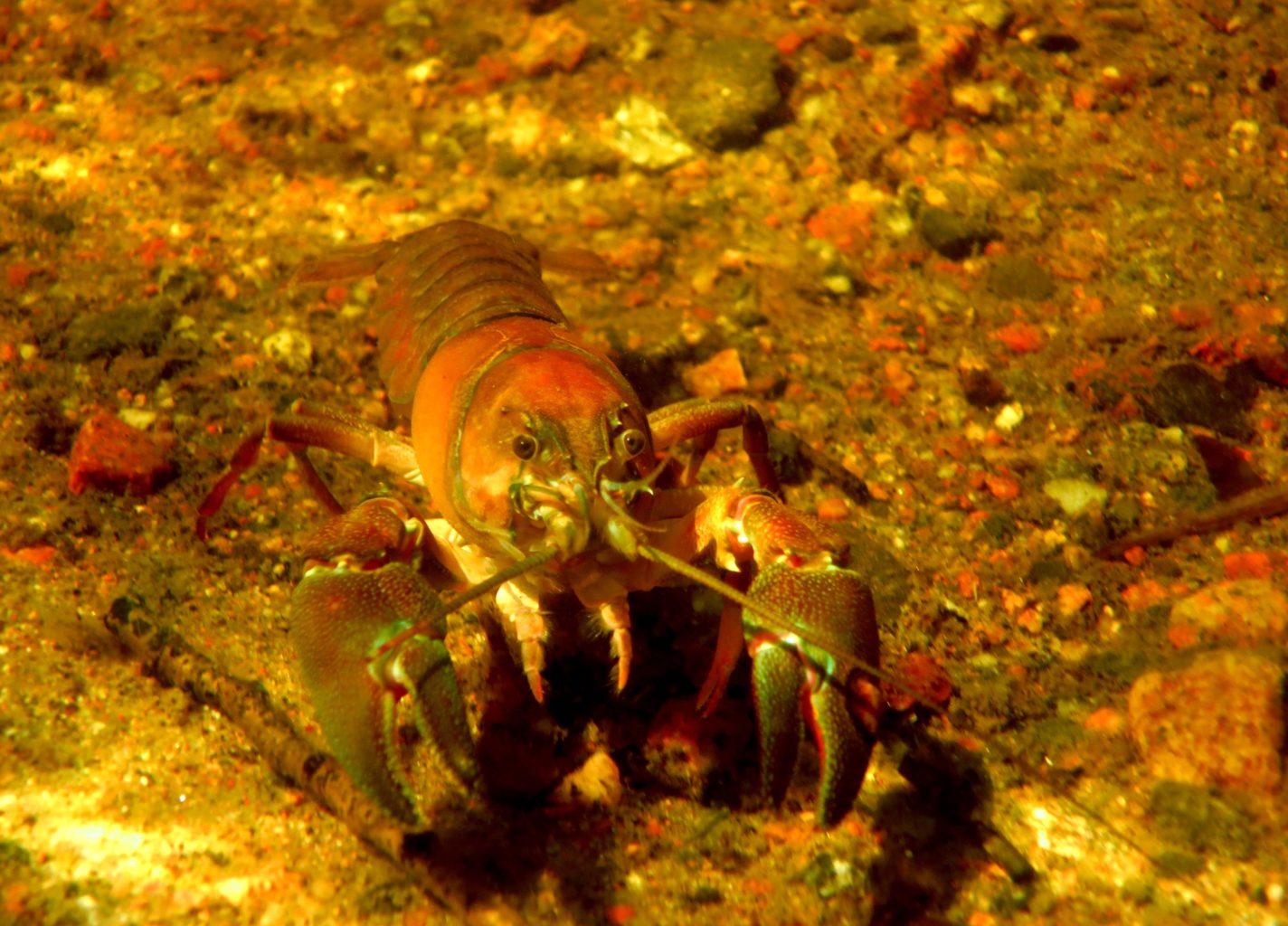 Valokuvaaja: Satu Vaarula