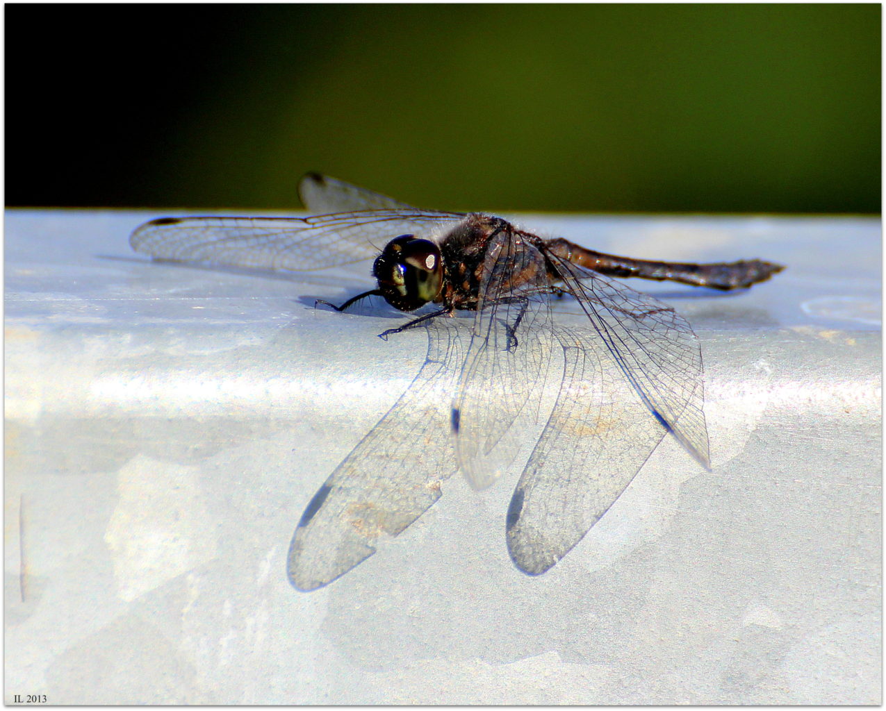 Valokuvaaja: Irja Lehtinen