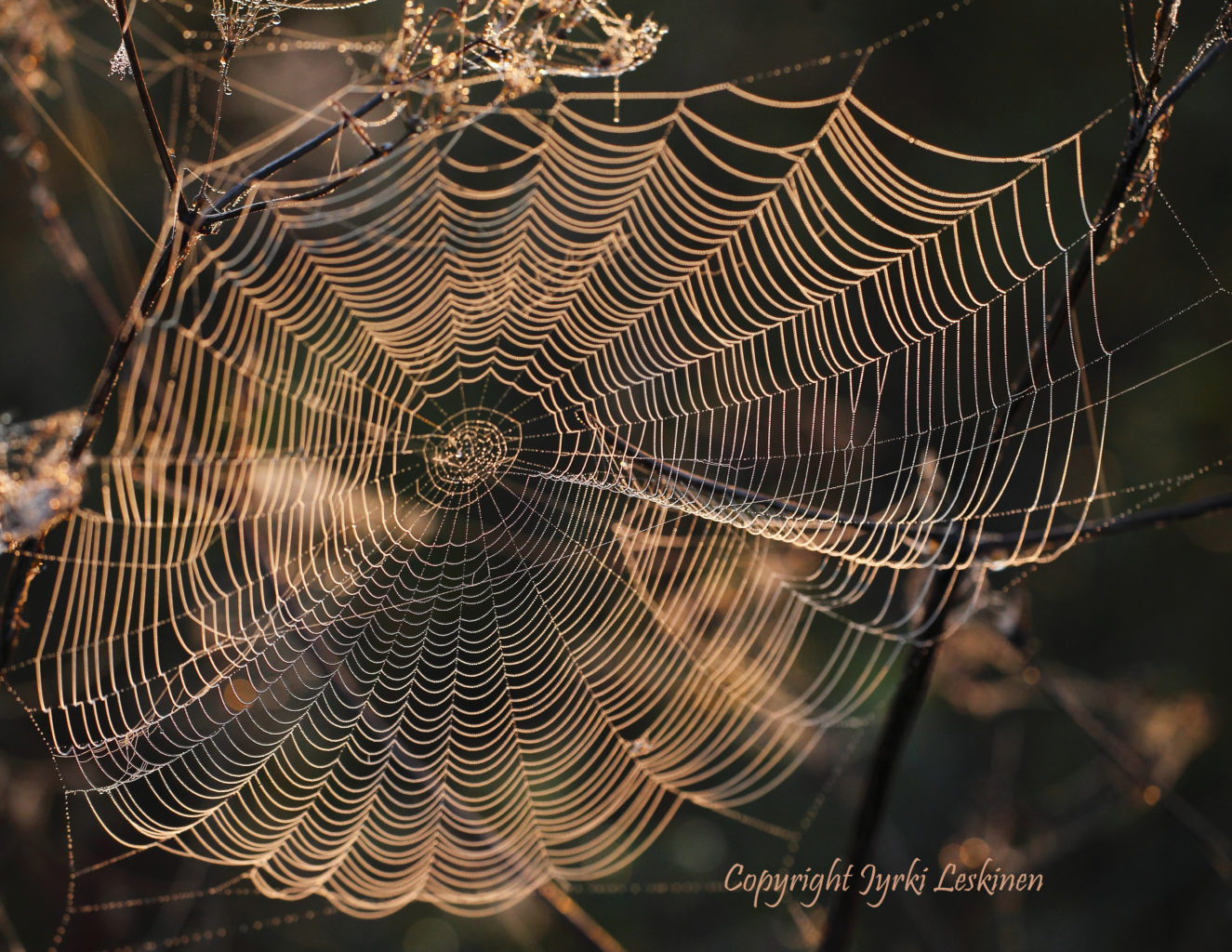 Valokuvaaja: Jyrki Leskinen Valokuvaaja: Jyrki Leskinen