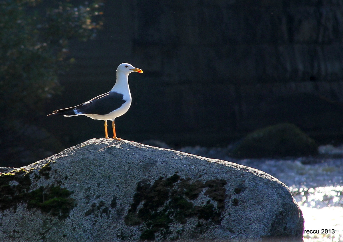 Valokuvaaja: reijo lehtonen