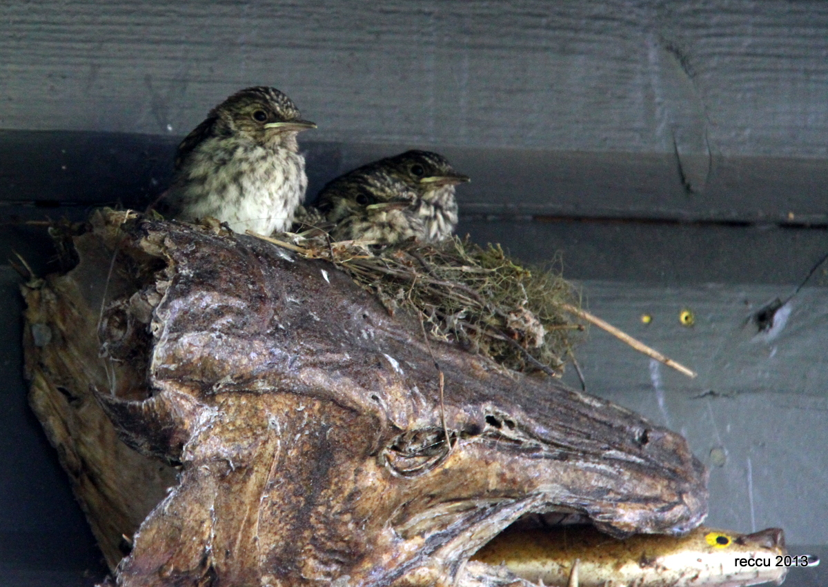 Valokuvaaja: reijo lehtonen