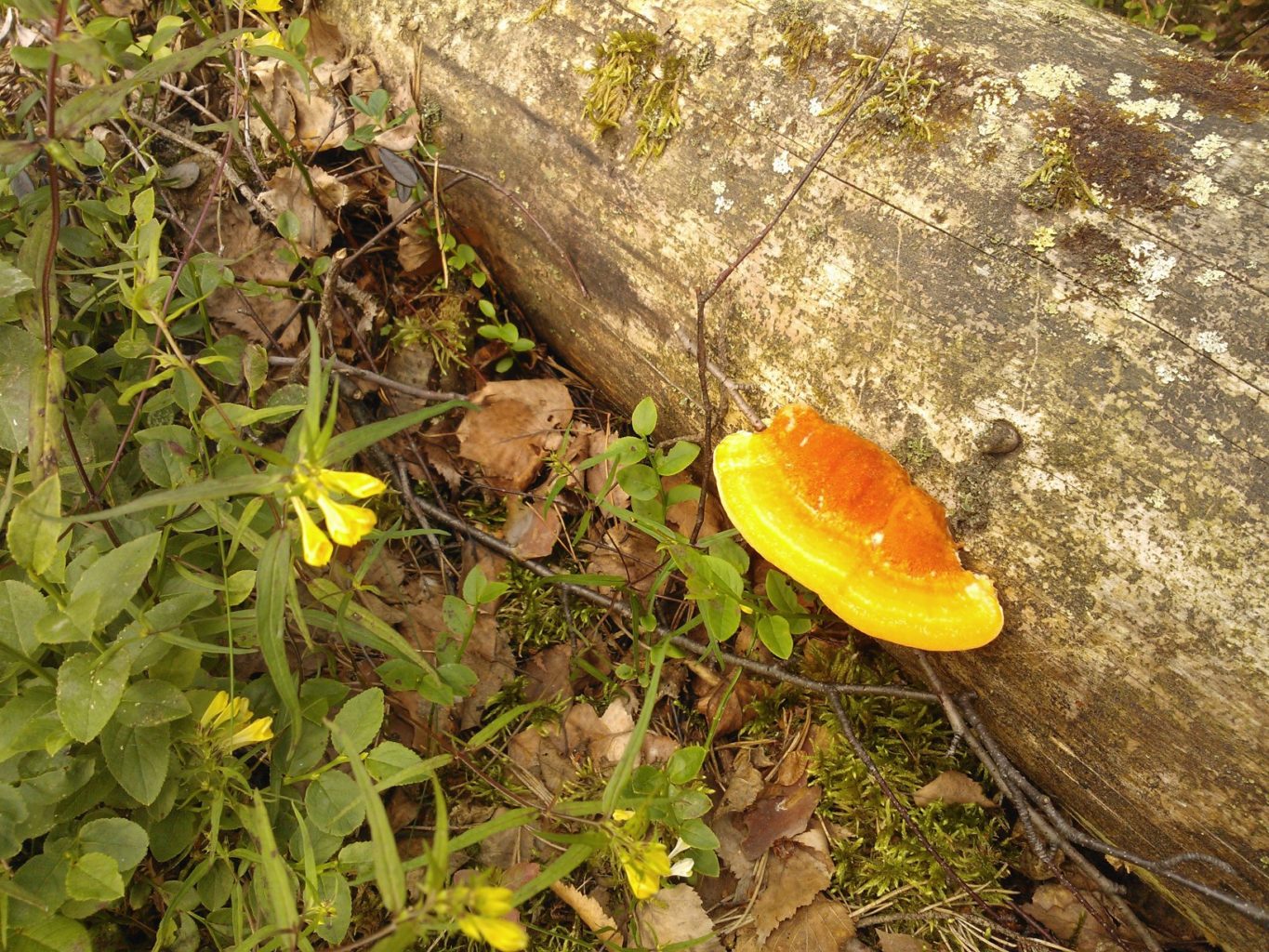 Valokuvaaja: Leena Sarell-Kankaanpää