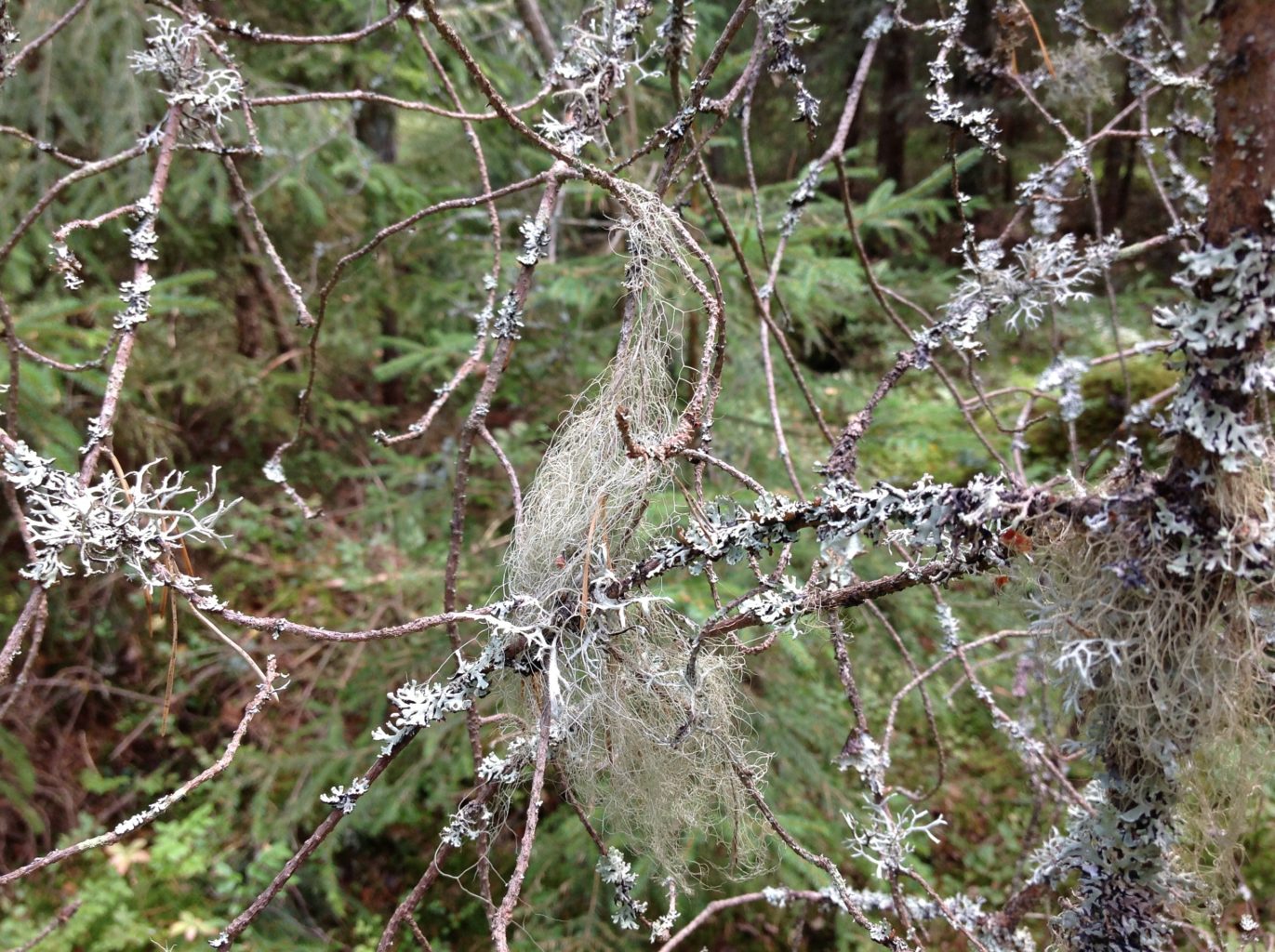 Valokuvaaja: Tiffany Haltsonen Valokuvaaja: Tiffany Haltsonen