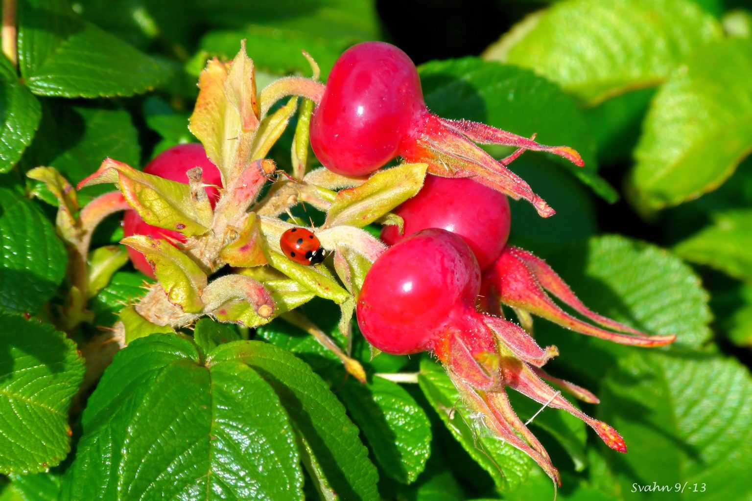Valokuvaaja: Jaana Svahn Valokuvaaja: Jaana Svahn