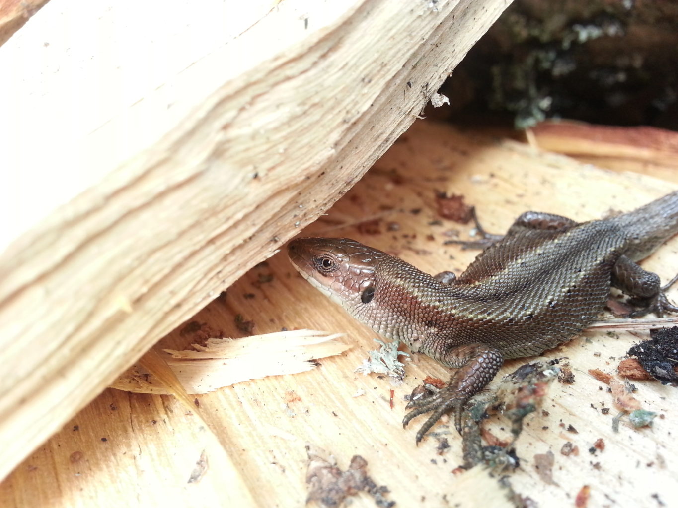 Valokuvaaja: Riku Paunila