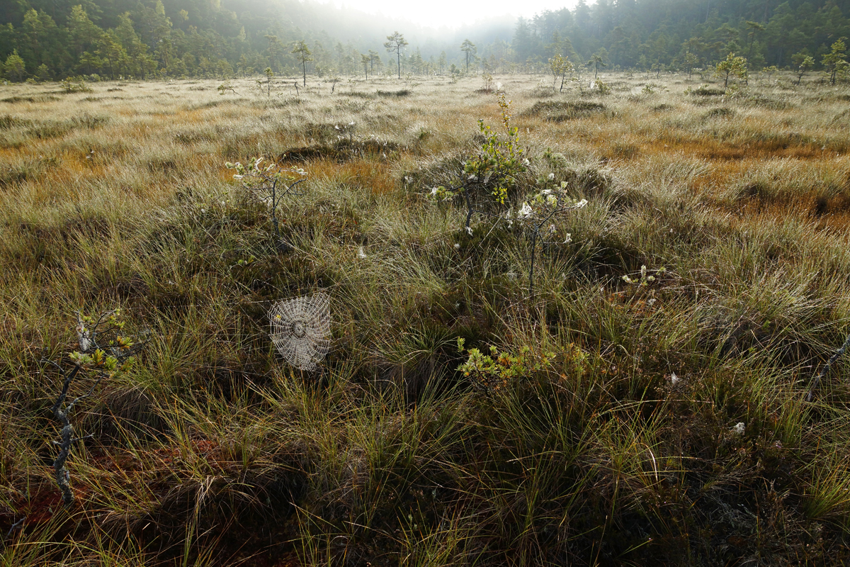 Valokuvaaja: Juhani Harkas