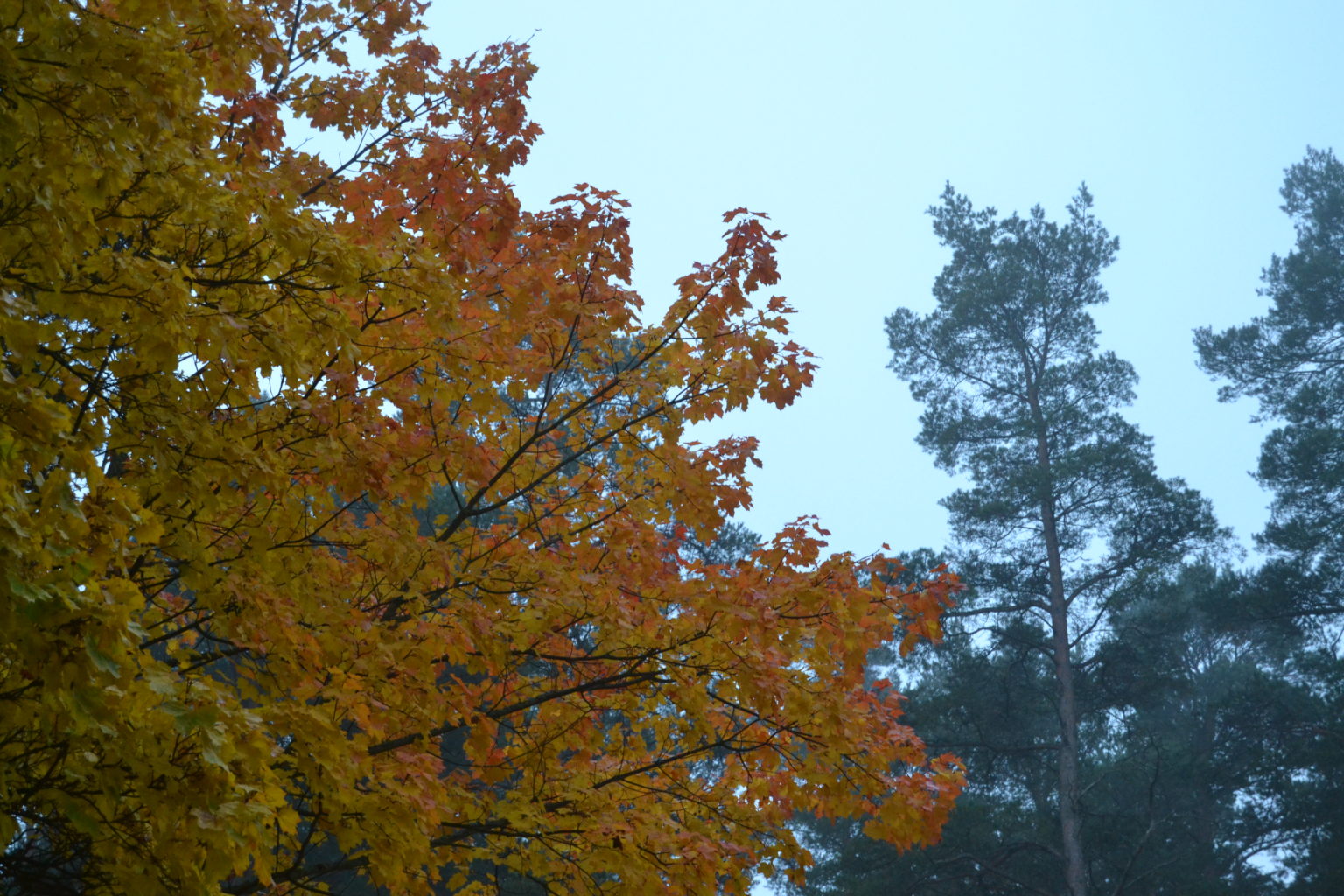 Valokuvaaja: Ilona Pajari