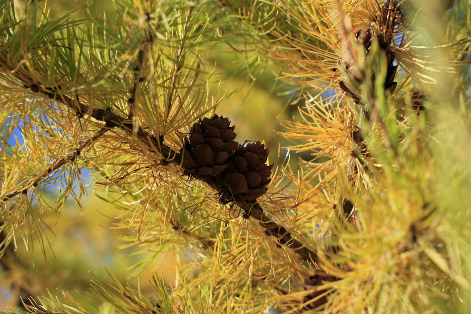 Valokuvaaja: Virpi Louhela