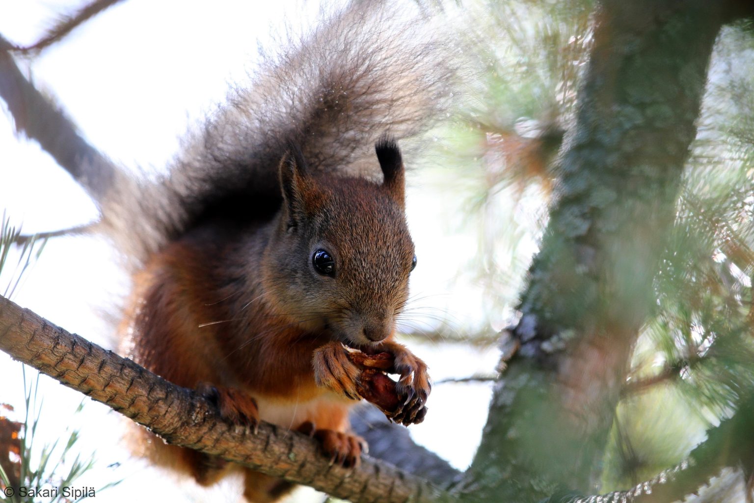 Valokuvaaja: Sakari Sipilä