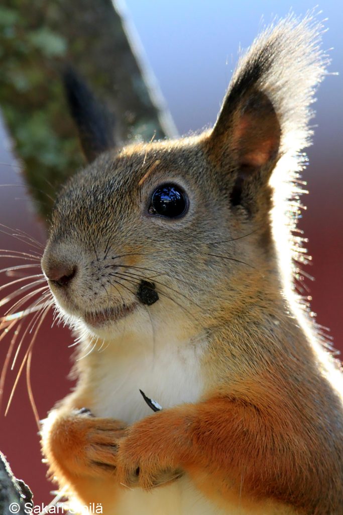 Valokuvaaja: Sakari Sipilä