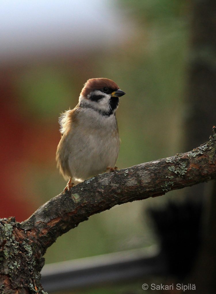 Valokuvaaja: Sakari Sipilä Valokuvaaja: Sakari Sipilä