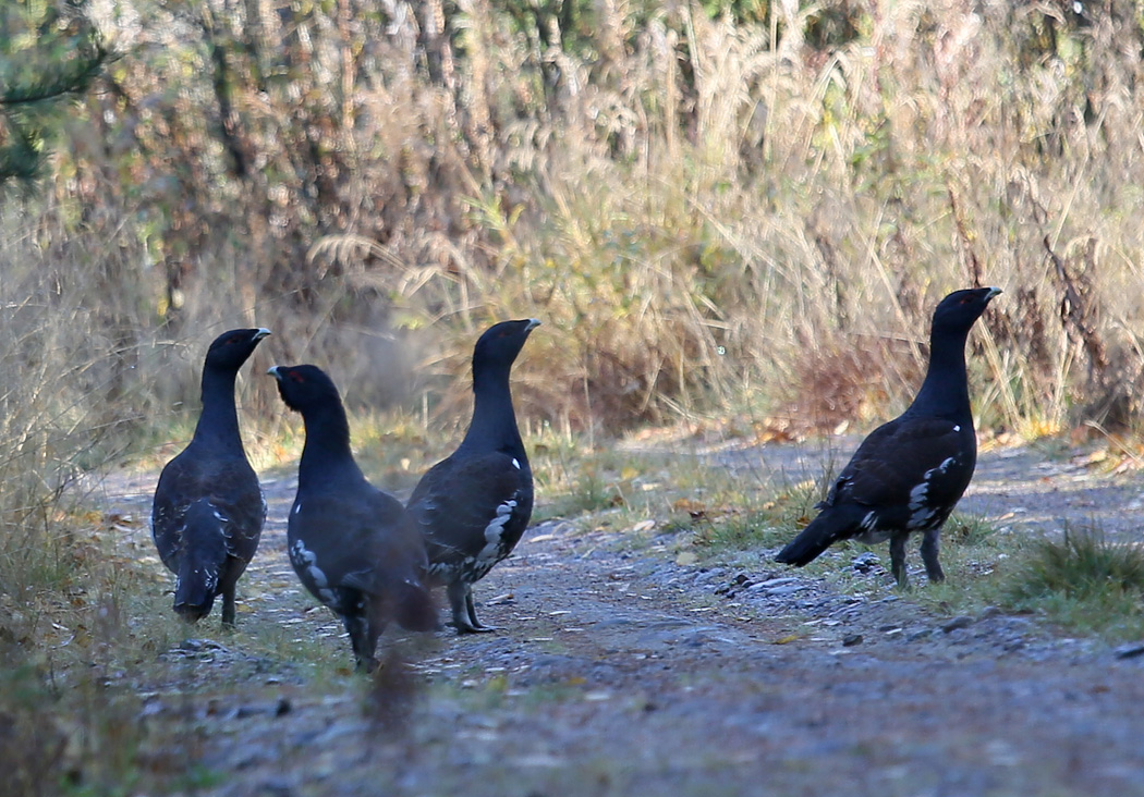 Valokuvaaja: Irma Kortekallio