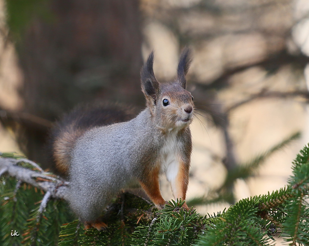 Valokuvaaja: Irma Kortekallio