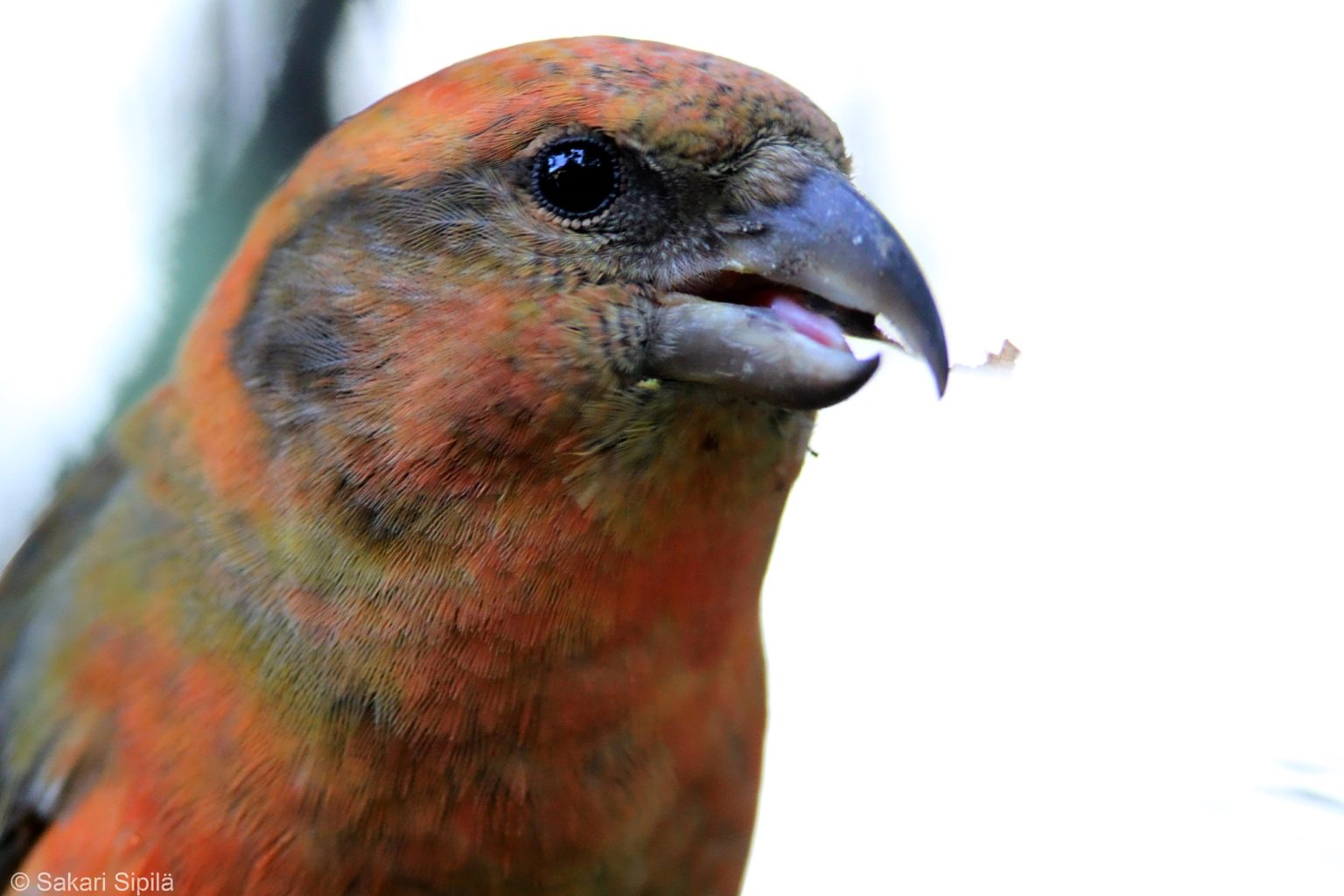 Valokuvaaja: Sakari Sipilä