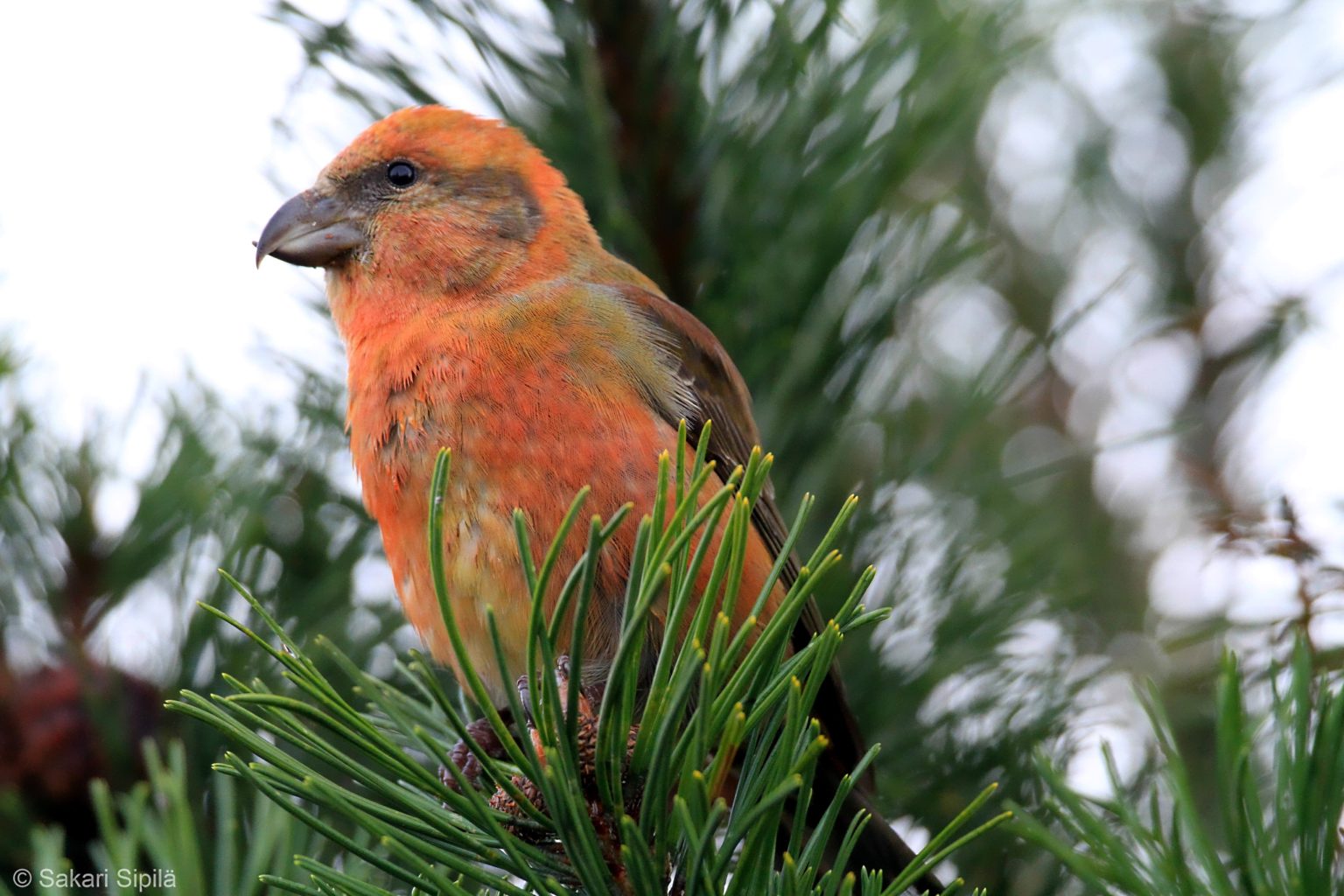 Valokuvaaja: Sakari Sipilä