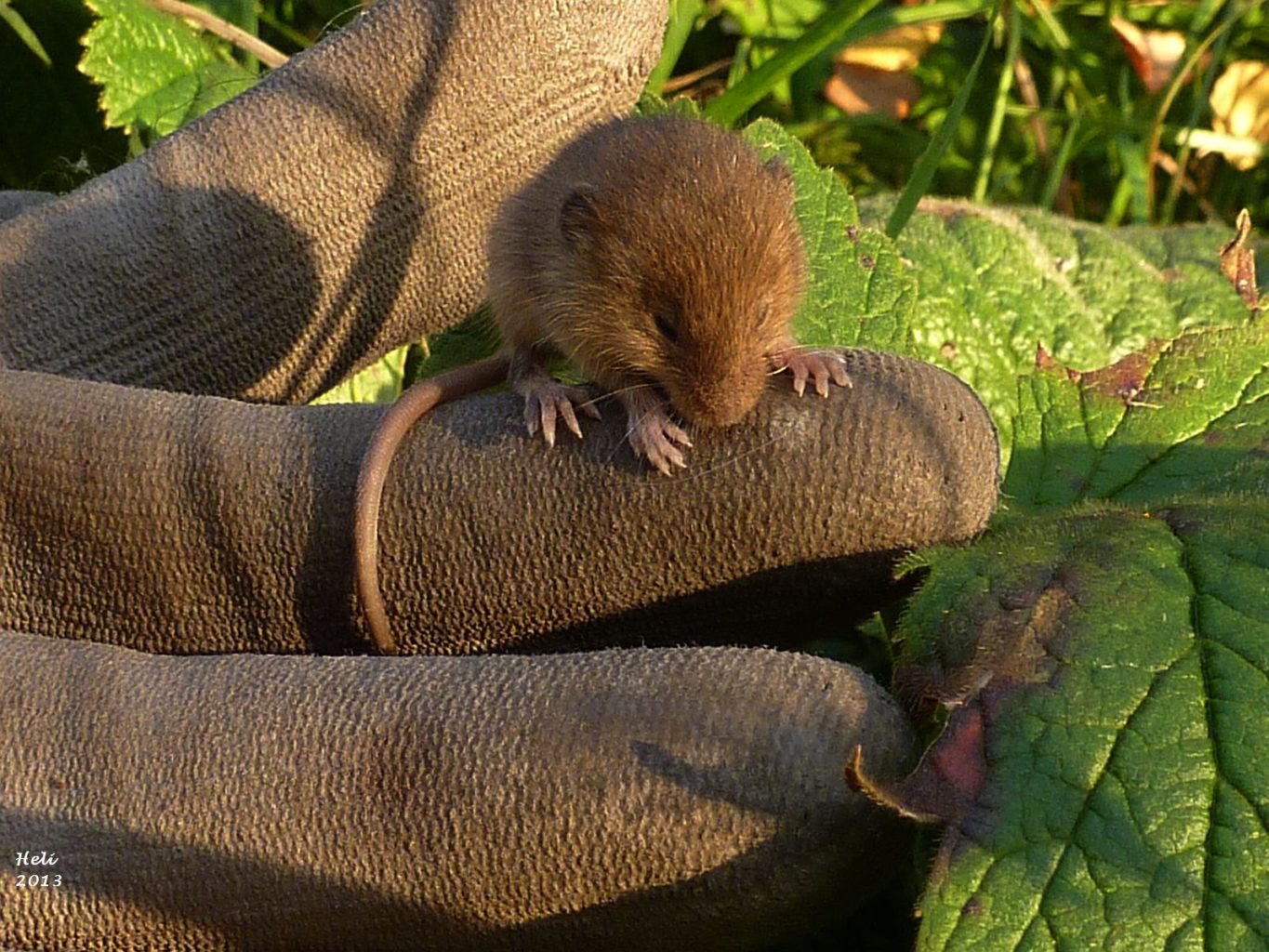 Valokuvaaja: Heli Korhonen Valokuvaaja: Heli Korhonen