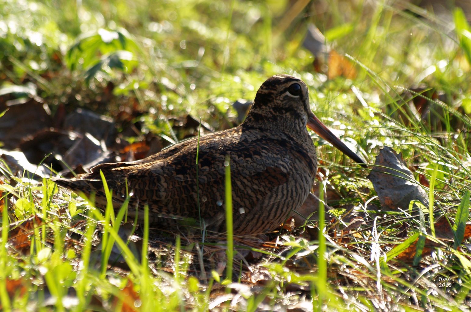 Valokuvaaja: Heli Korhonen