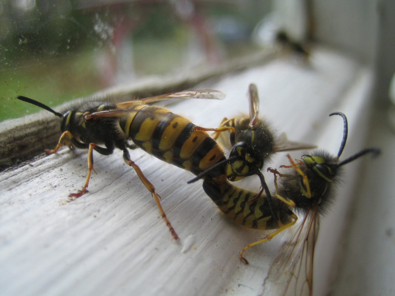 Valokuvaaja: Juhani Kolari