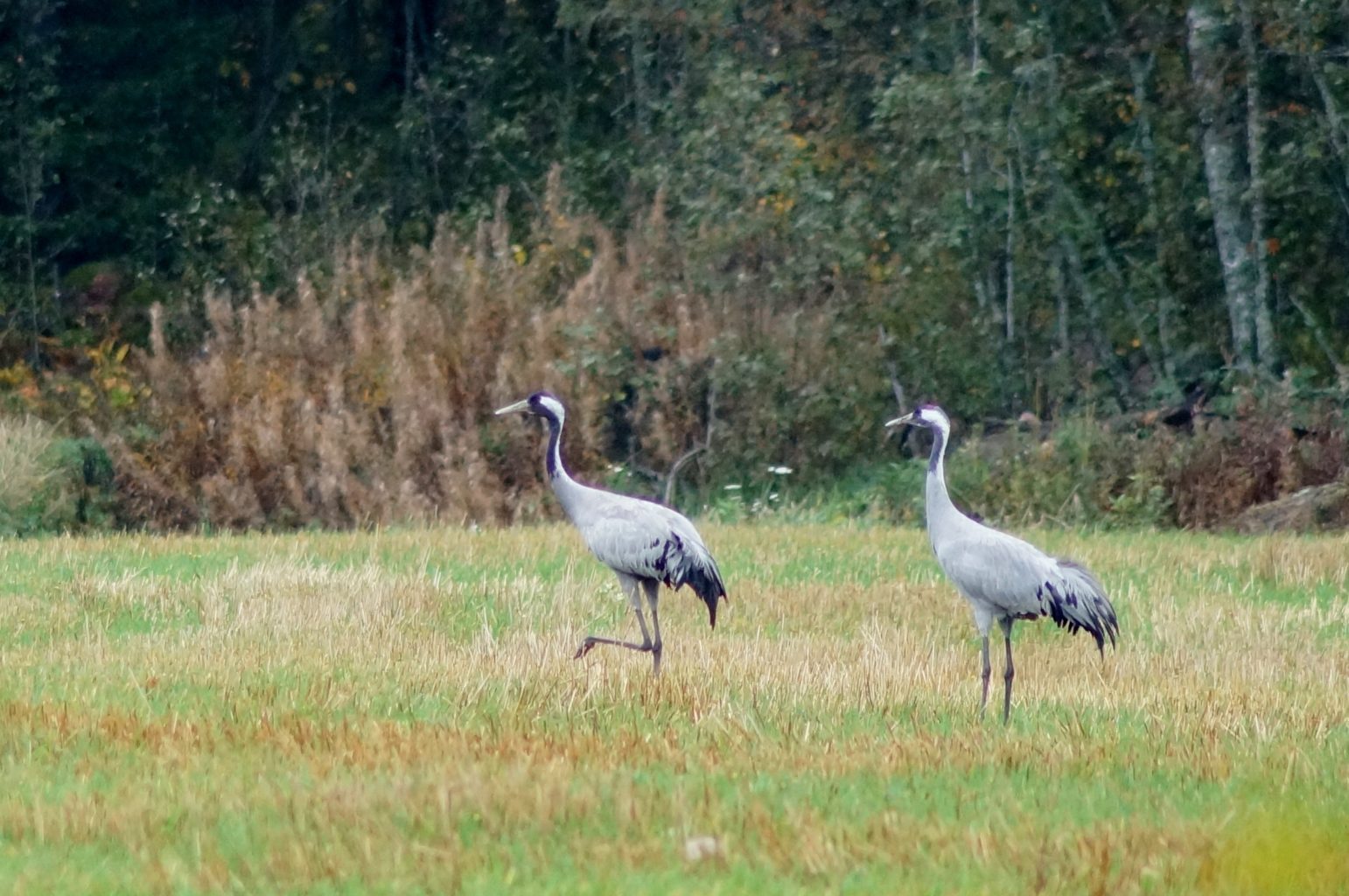 Valokuvaaja: Maarit Siitonen