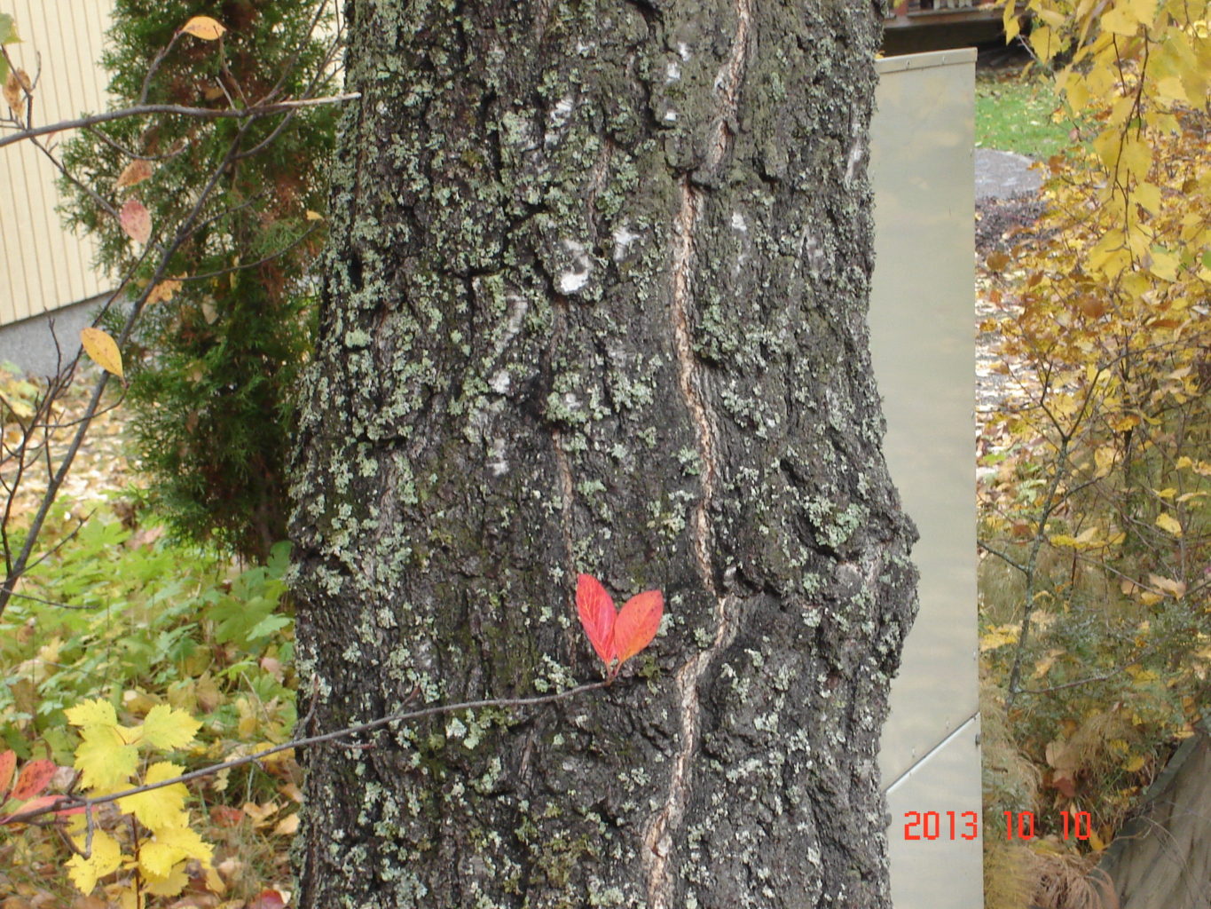 Valokuvaaja: Pertti Aalto
