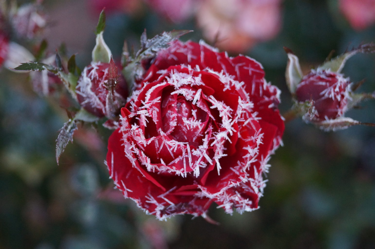 Valokuvaaja: Maarit Siitonen