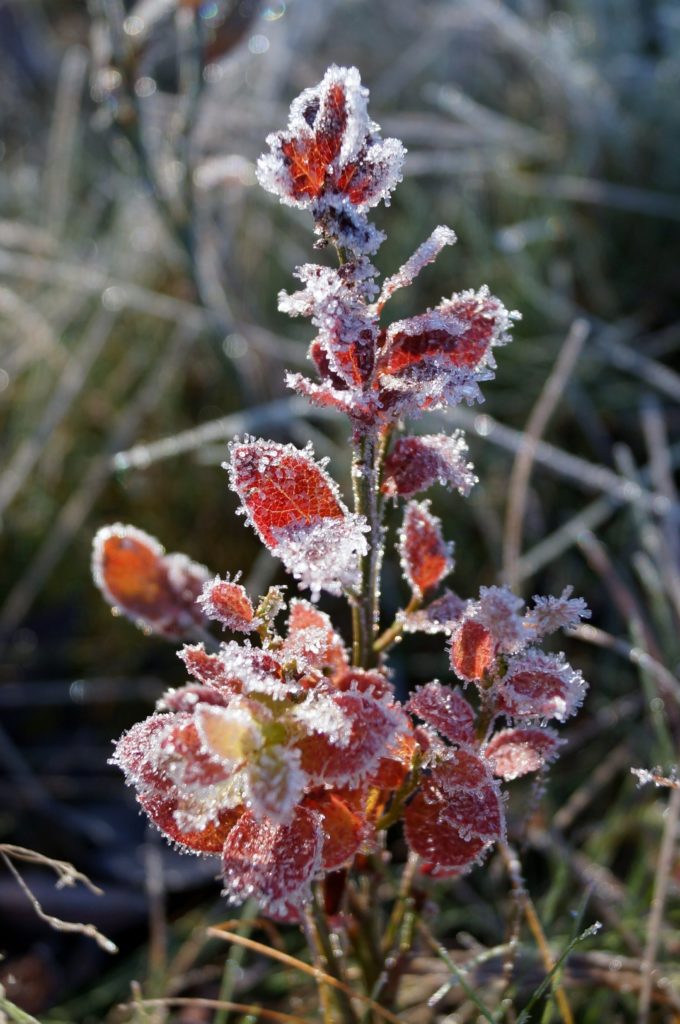 Valokuvaaja: Maarit Siitonen