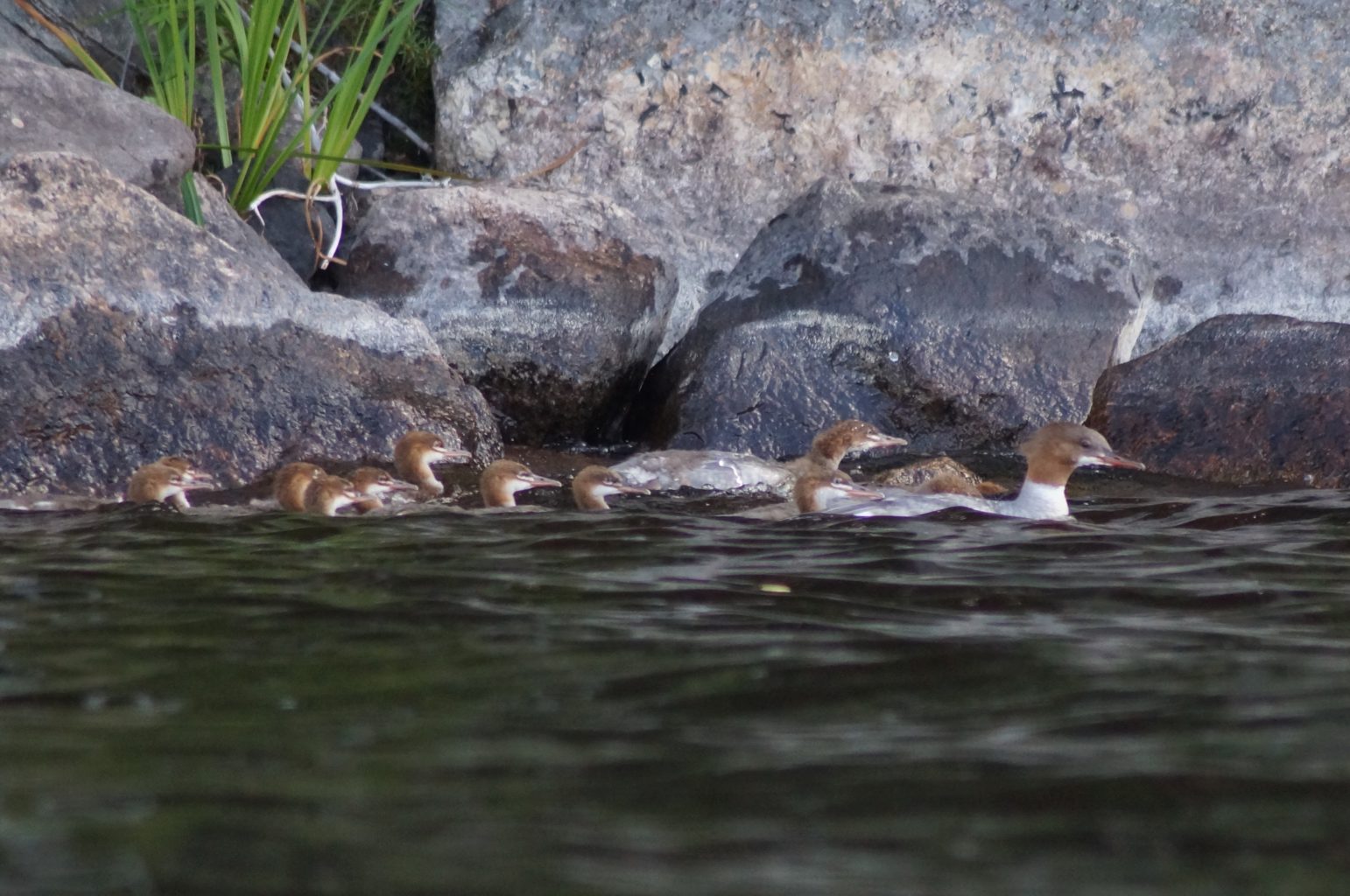 Valokuvaaja: Maarit Siitonen Valokuvaaja: Maarit Siitonen