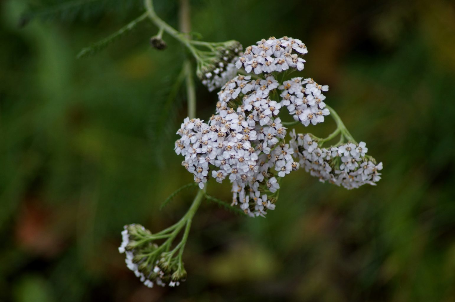 Valokuvaaja: Maarit Siitonen