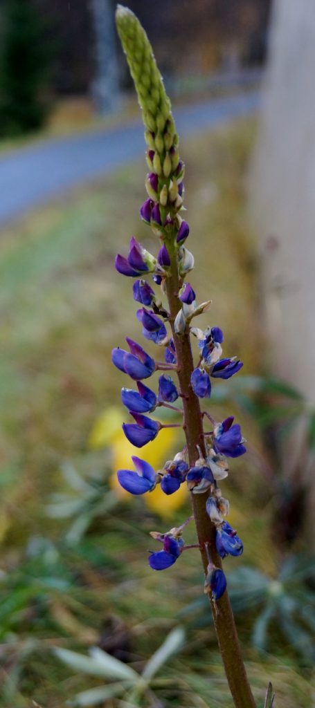 Valokuvaaja: Maarit Siitonen