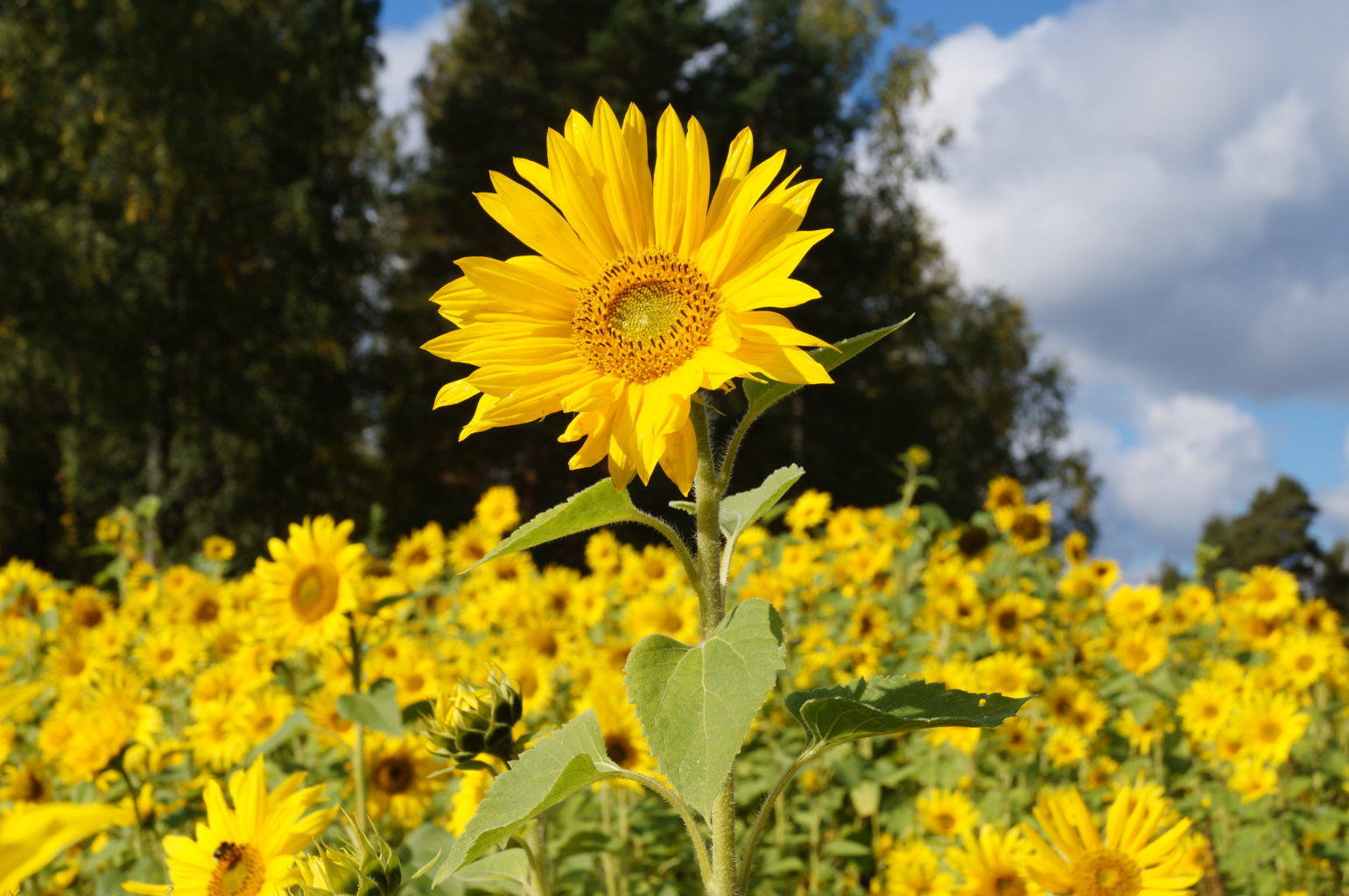 Valokuvaaja: Maarit Siitonen Valokuvaaja: Maarit Siitonen