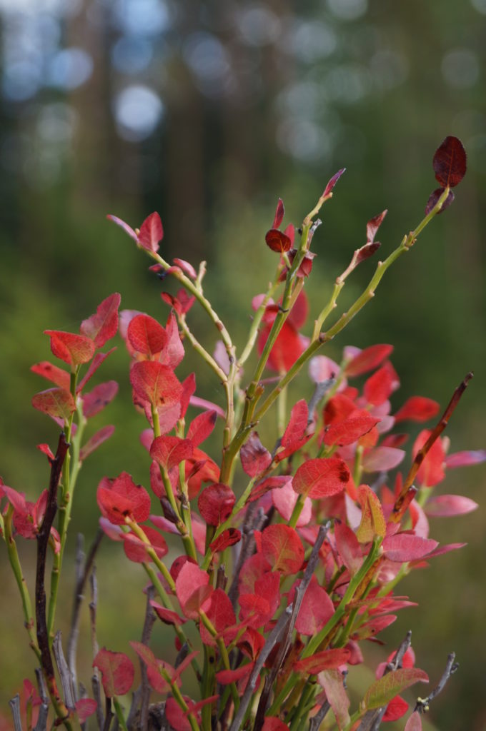 Valokuvaaja: Maarit Siitonen