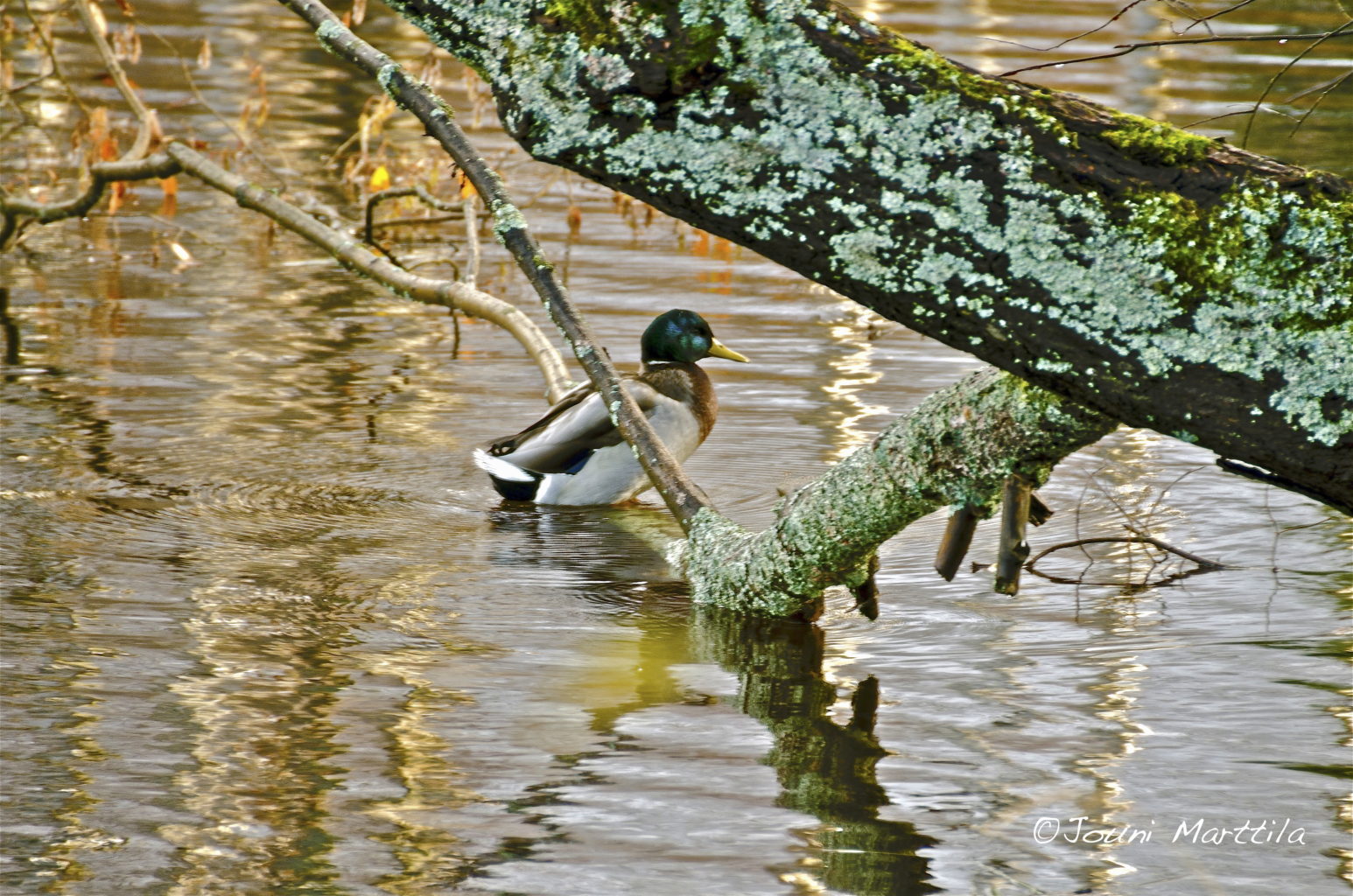Valokuvaaja: Jouni Marttila