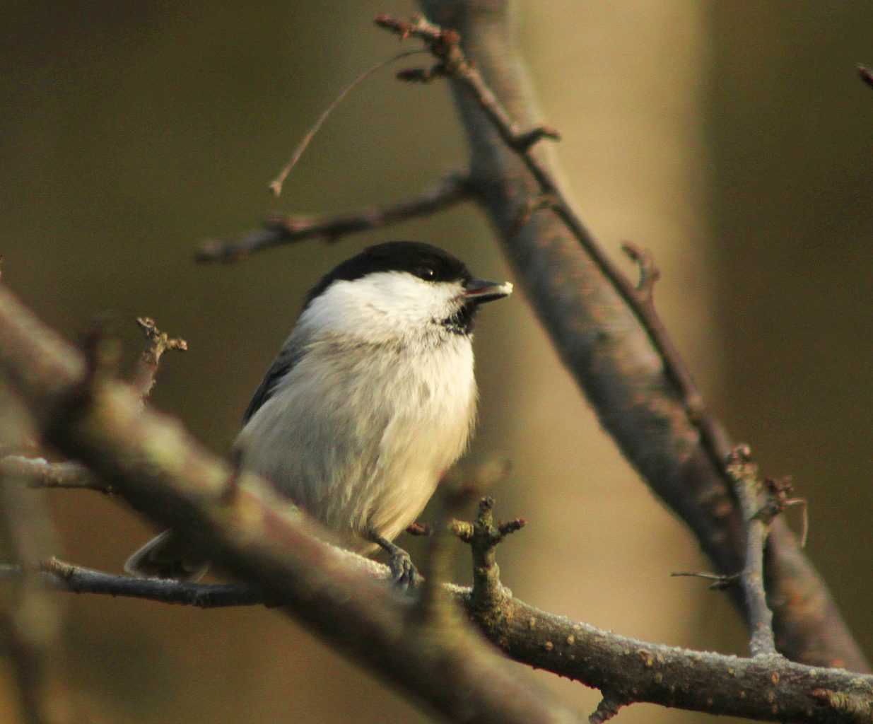 Valokuvaaja: Tarja Porkkala