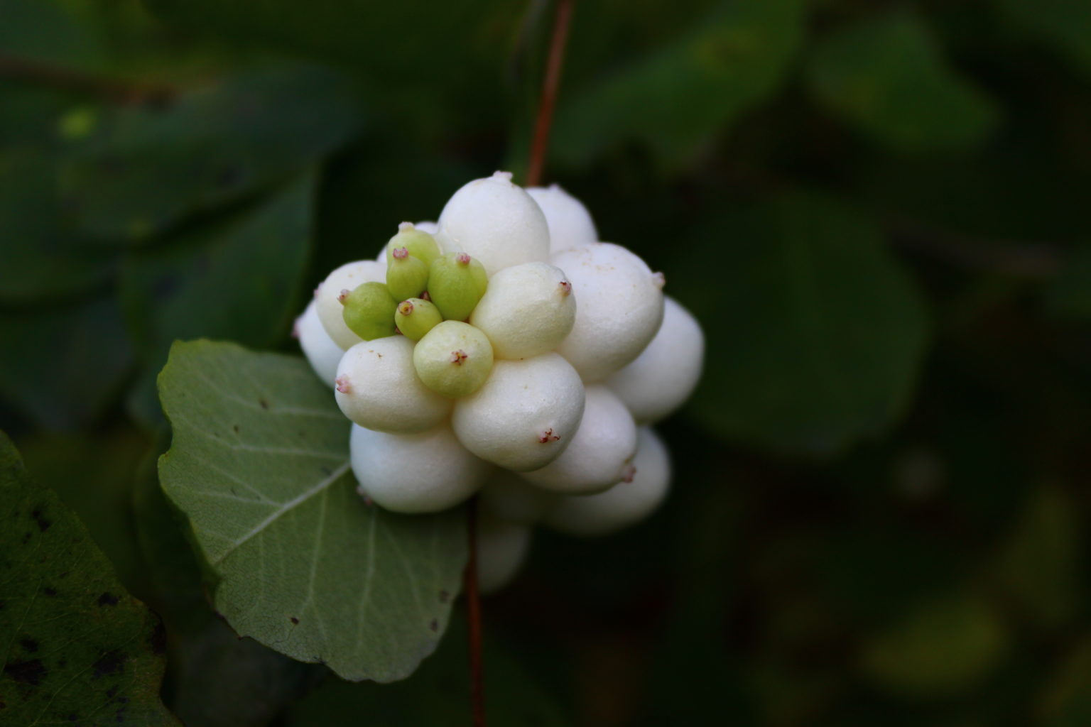 Valokuvaaja: Anu Kokko Valokuvaaja: Anu Kokko