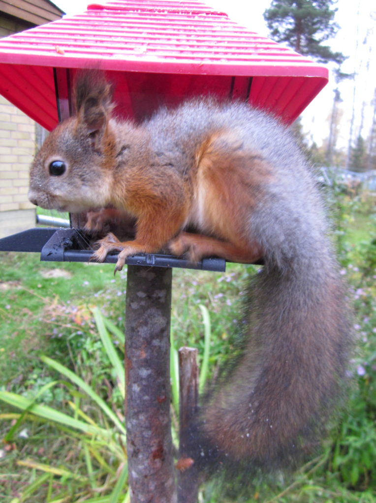 Valokuvaaja: Sirkka Ruotoistenmäki Valokuvaaja: Sirkka Ruotoistenmäki