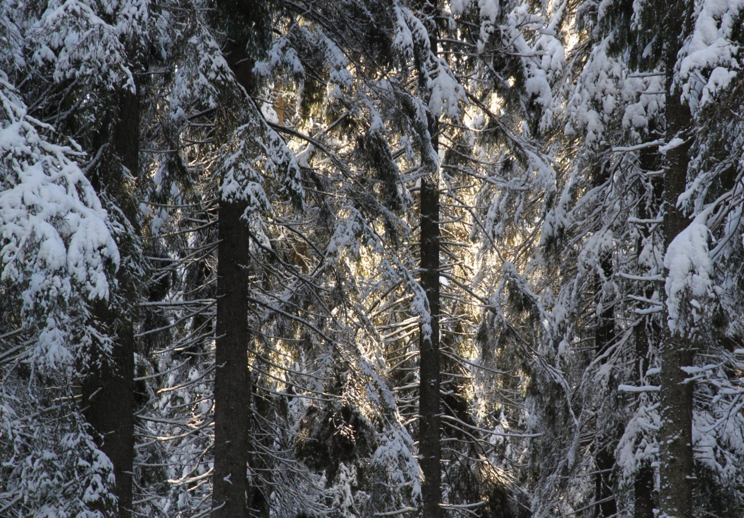 Valokuvaaja: Tiera Laitinen