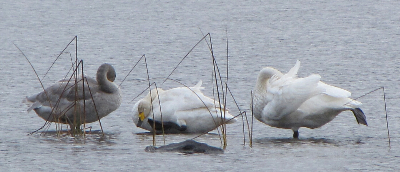 Valokuvaaja: Tuula Makkonen