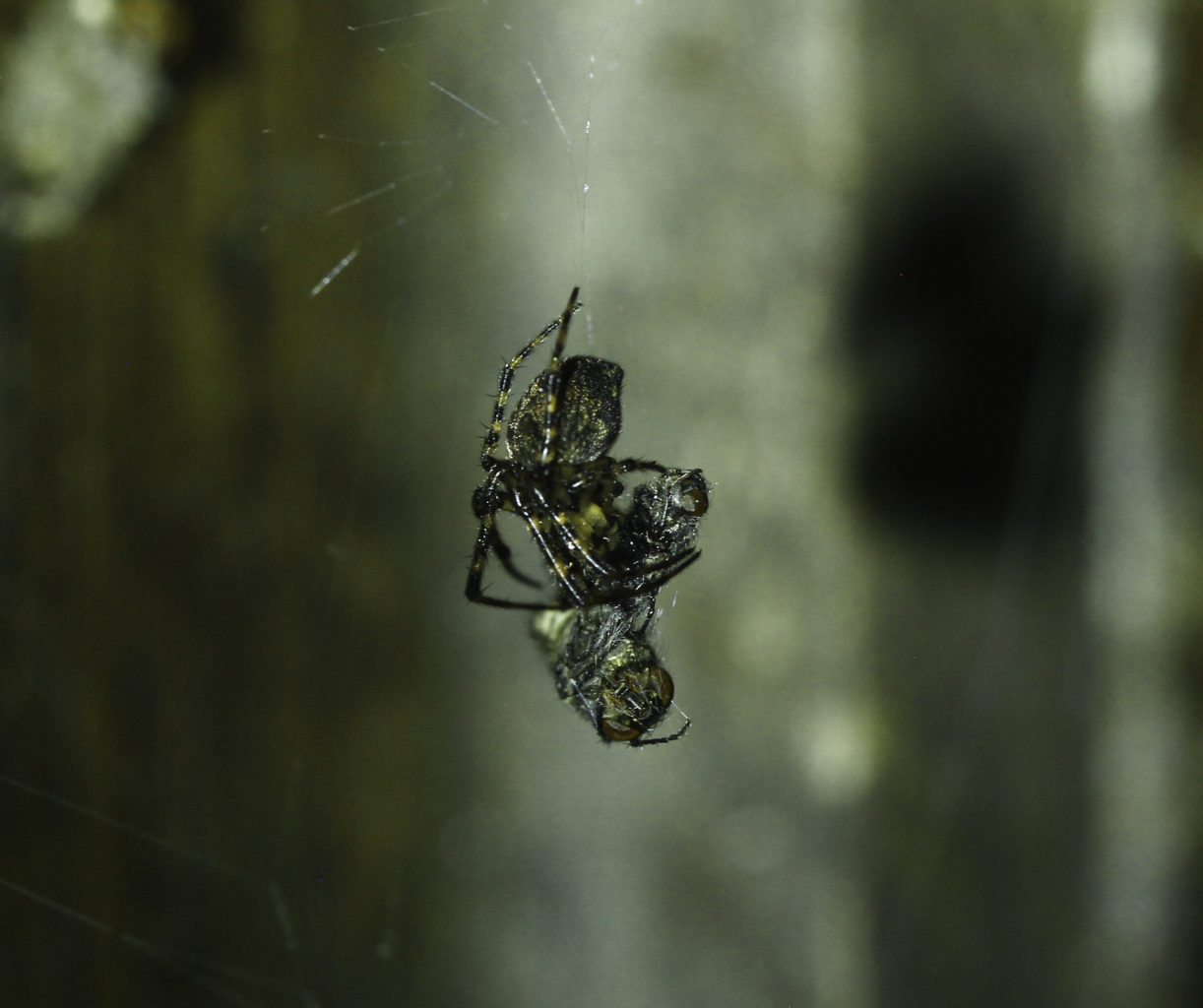 Valokuvaaja: Satu Mali