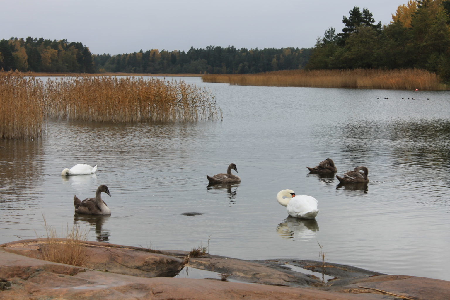 Valokuvaaja: Aulikki Rautanen
