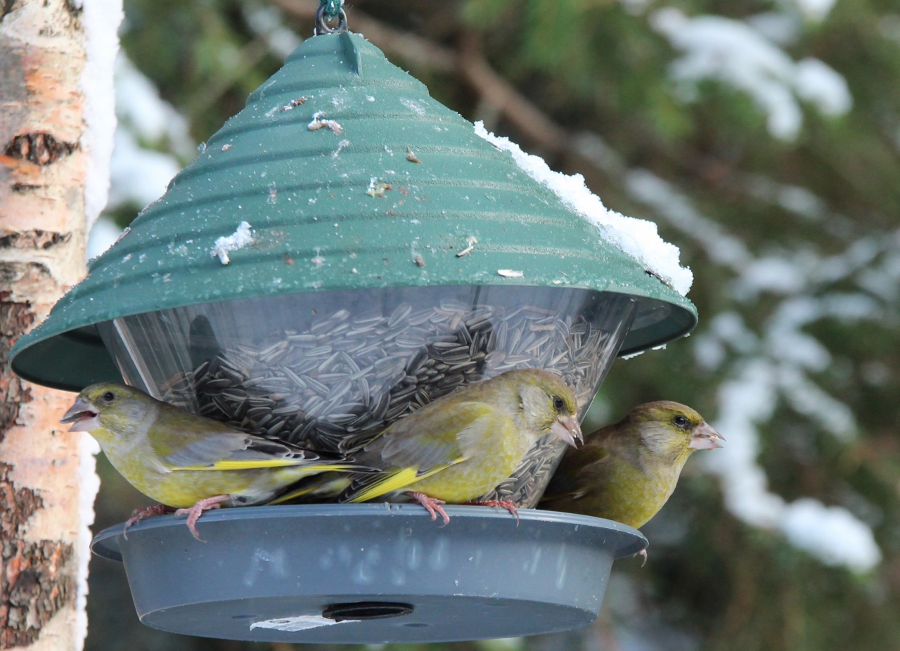 Valokuvaaja: Tuula Pirnes