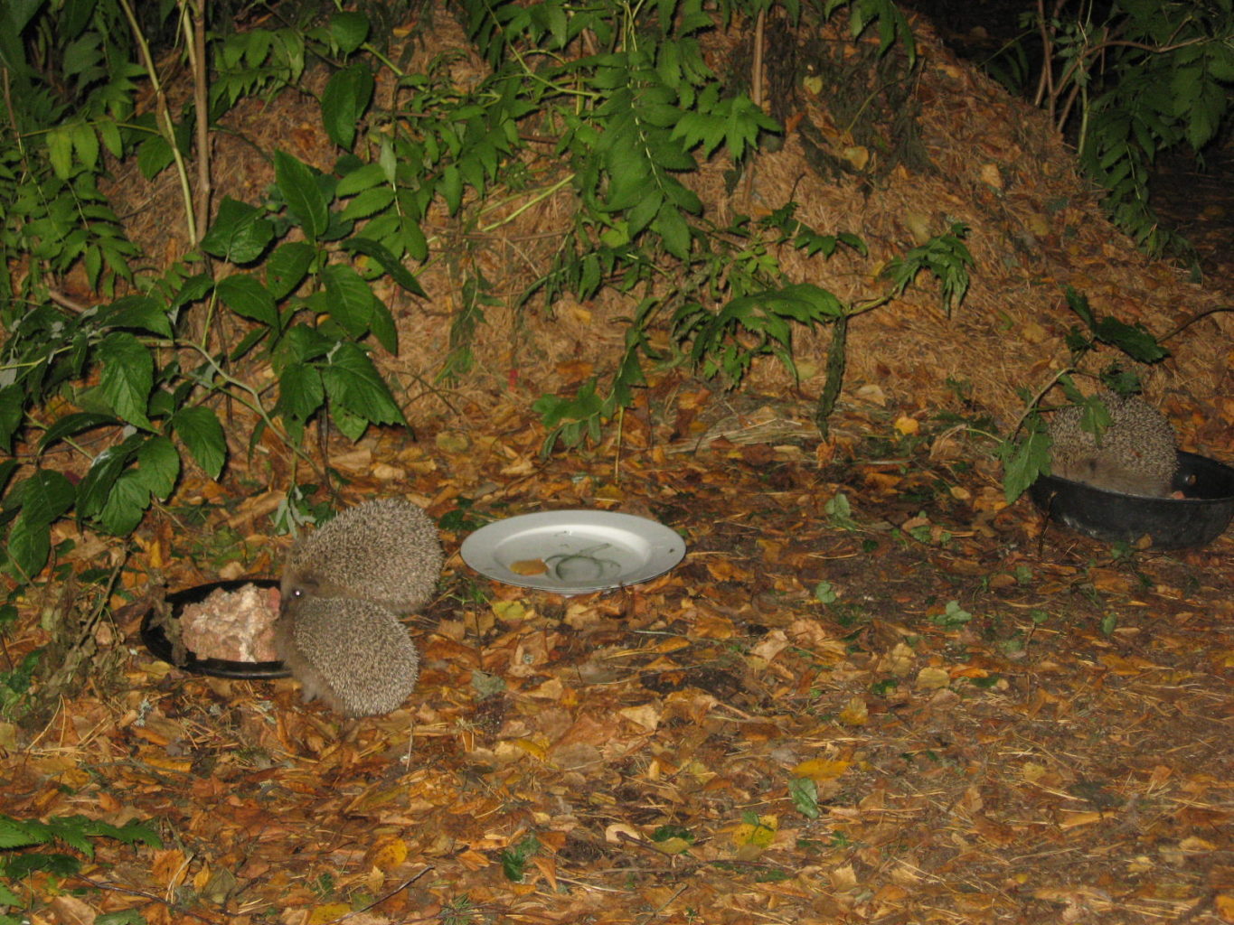 Valokuvaaja: Anneli Hyytinen