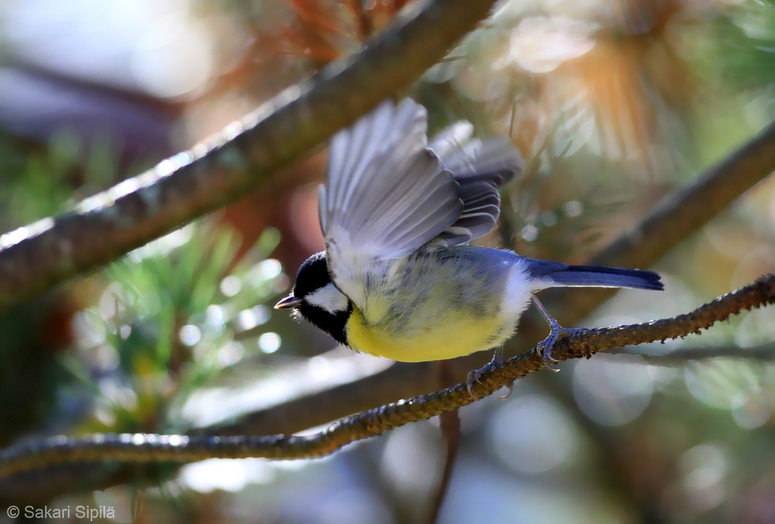 Valokuvaaja: Sakari Sipilä