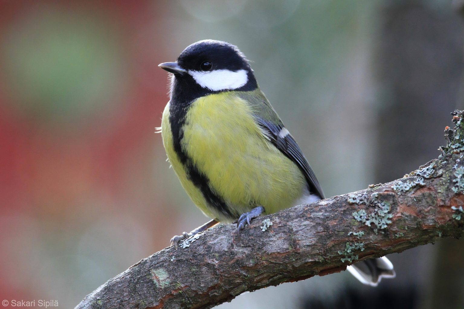 Valokuvaaja: Sakari Sipilä