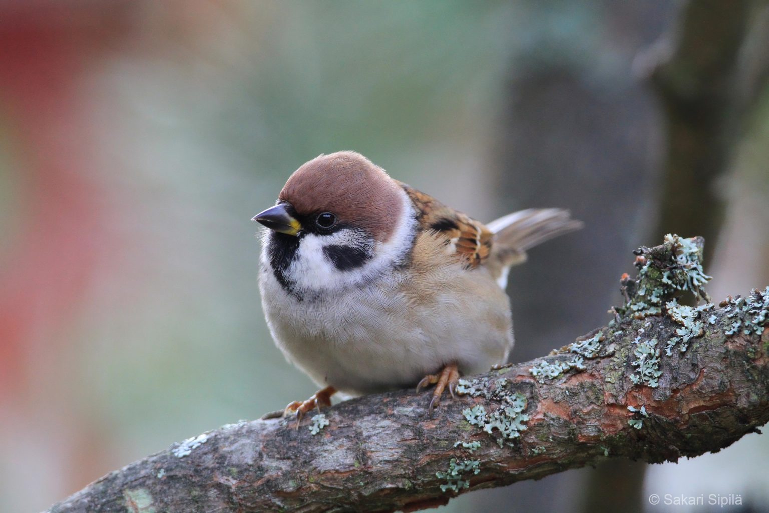 Valokuvaaja: Sakari Sipilä