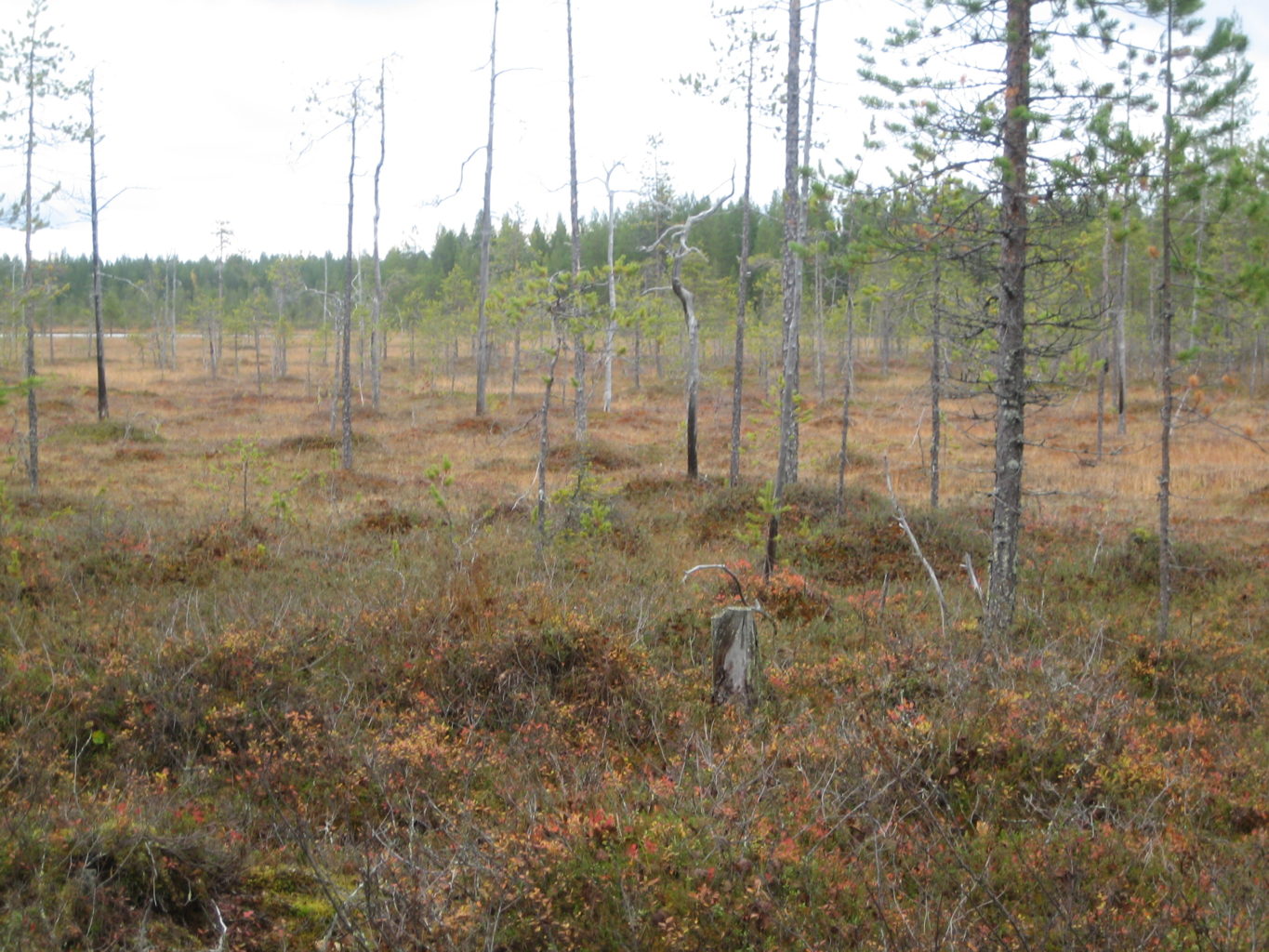 Valokuvaaja: Marja Marjamaa