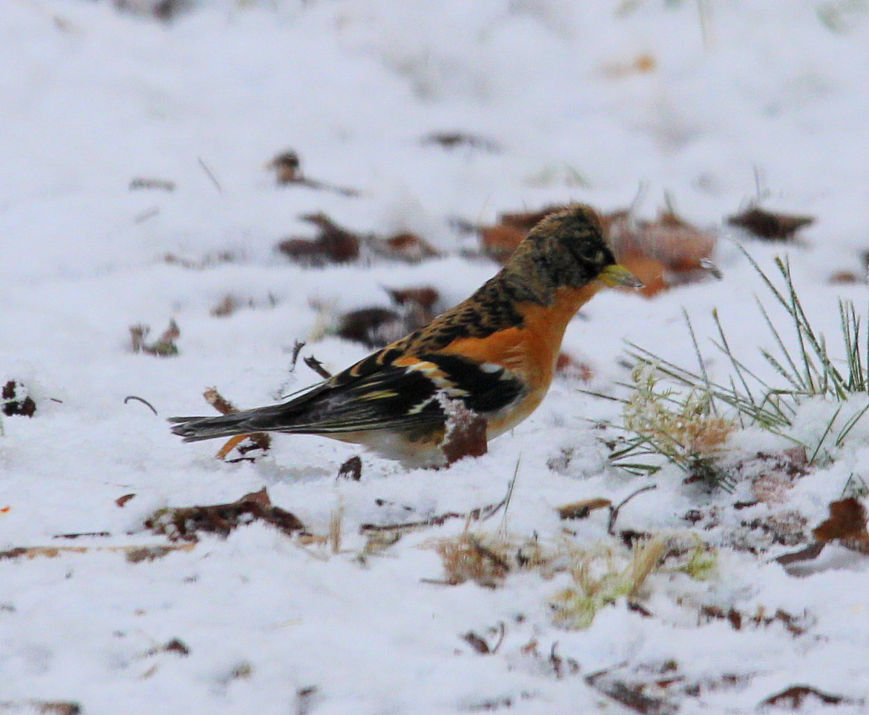 Valokuvaaja: mantovaara timo Valokuvaaja: mantovaara timo