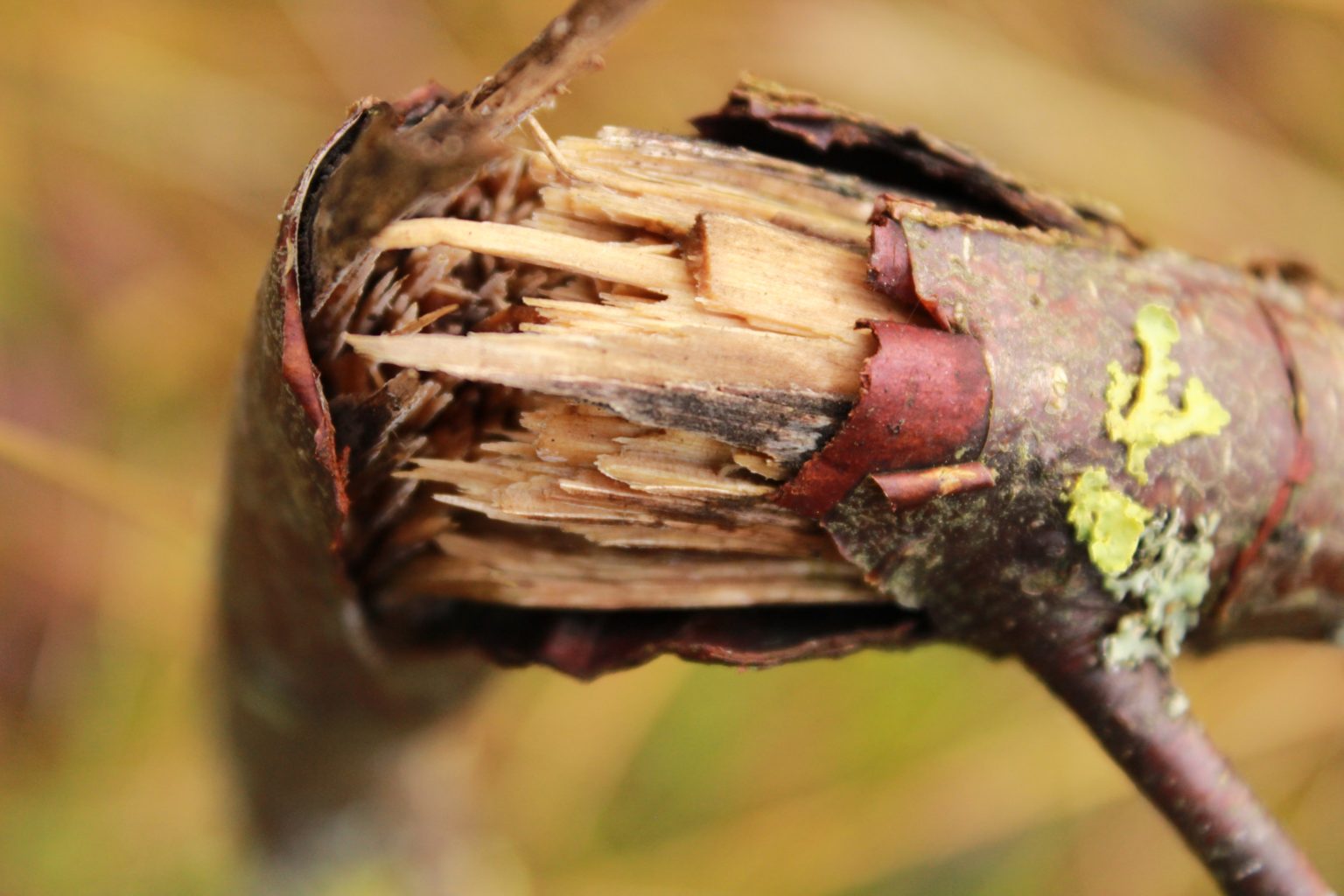 Valokuvaaja: Elina Savolainen