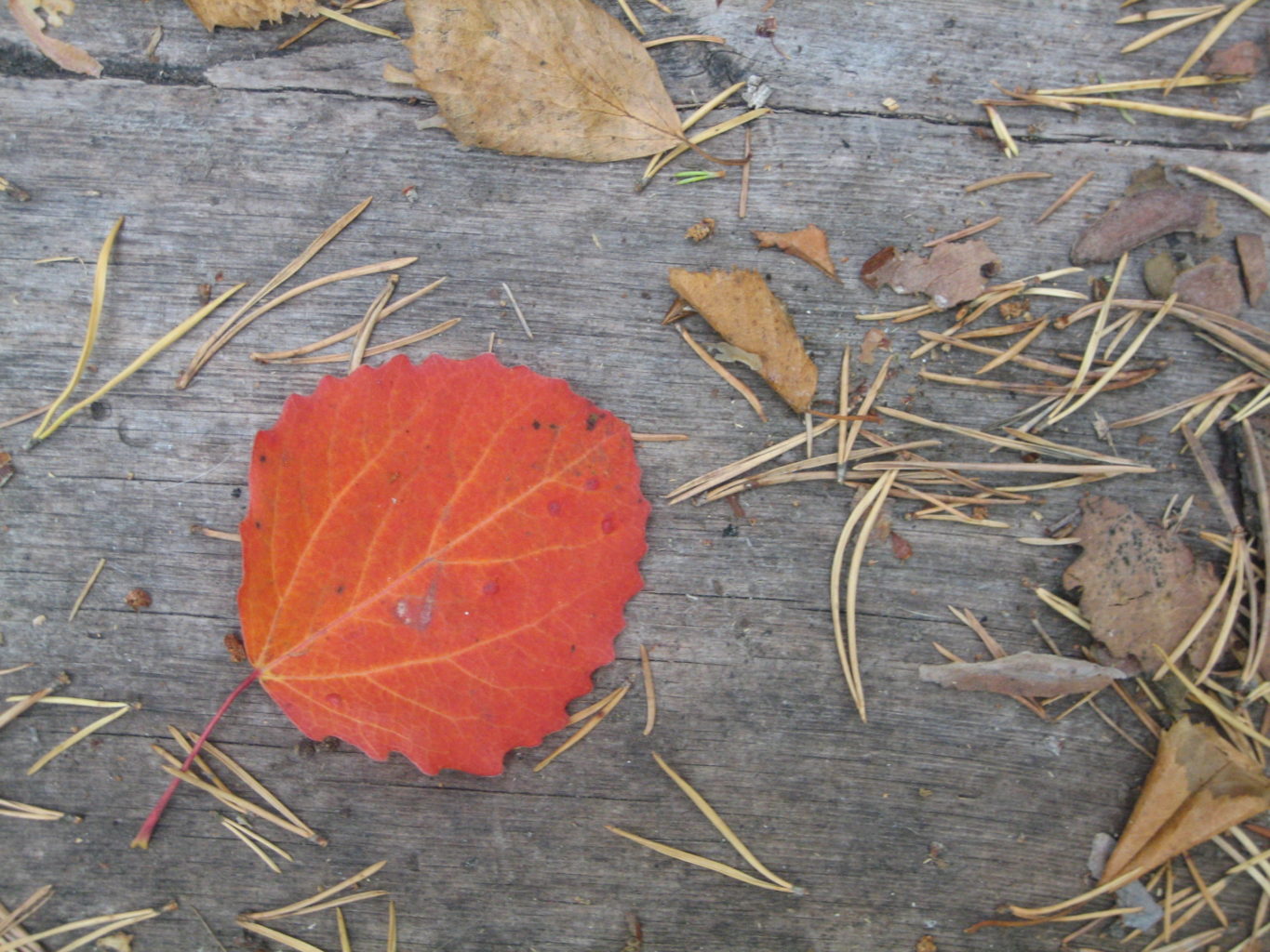Valokuvaaja: Marja Marjamaa